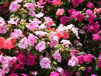 disney_flowers, garden, colors, nature, flowers HD wallpaper