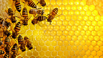 Insects, Bees HD wallpaper