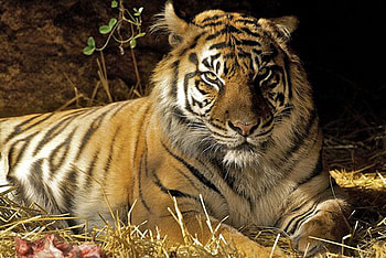 tiger, animal, paradise, cat HD wallpaper