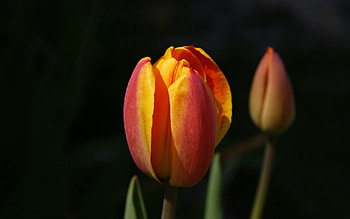 Flowers, Background, Tulips, Bud, Two HD wallpaper