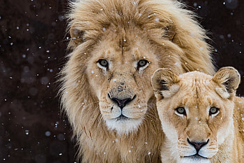 Lion With Cub, lion, cub, animals HD wallpaper
