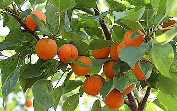 Plants, Fruits HD wallpaper