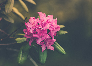 Flower, Flowers, Light, Petals, Bud, Light Coloured HD wallpaper