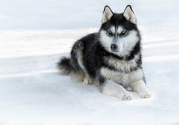 Waiting in the cold snow, dog, animal, husky, snow HD wallpaper