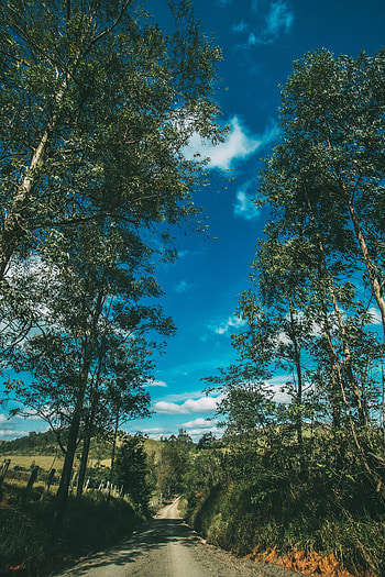 Nature, Trees, Sky, Summer, Road, Sunny HD phone wallpaper