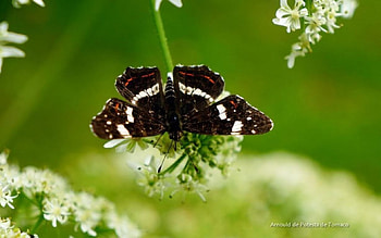 Seasons XV., , spring, wild, abstract, butterfly, animals, close-up, graohy, macro, wild animals, garden, insects, grass, seasons, summer, field, nature HD wallpaper