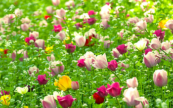 Plants, Flowers, Tulips HD wallpaper