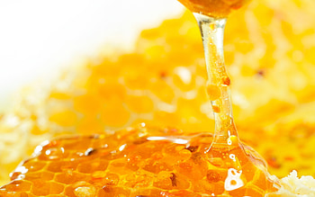 Honey on , option, Sticky screensaver, Eye-catching background HD wallpaper