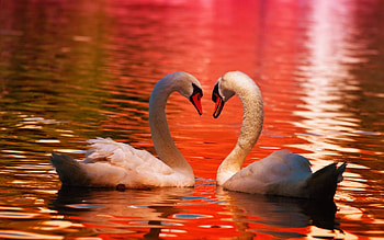Swans, colors, water, reflections, lake HD wallpaper