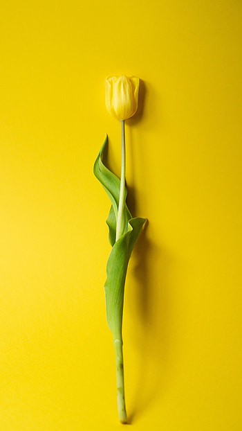Flowers, Flower, Minimalism, Tulip HD phone wallpaper