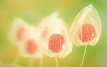 Flowers, Background, Plant, Macro HD wallpaper
