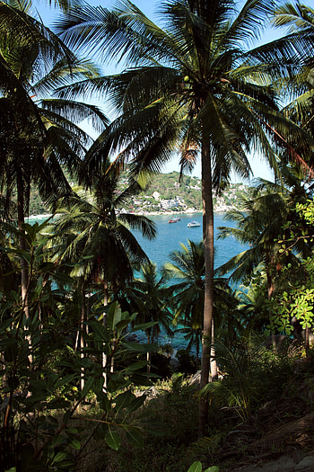 Nature, Sea, Palm, Relaxation, Rest, Boat HD phone wallpaper