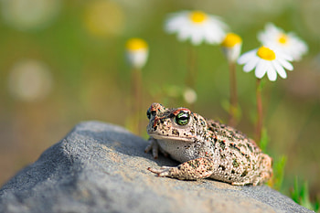 Toad , Extensive collection, Toad species, Nature's beauty HD wallpaper
