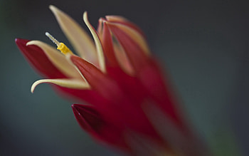 Flower, Macro, Glare, Petals, Shadow HD wallpaper