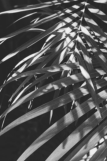 Leaves, Plant, Macro, Branches, Bw, Chb HD phone wallpaper