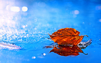 Leaf Fall , leaf, nature, graphy HD wallpaper