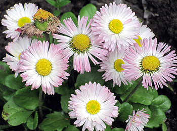 Flowers, Close-Up, Greens, Flower Bed, Flowerbed, Daisies HD wallpaper