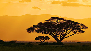 Acacia Tortilis Trees at Sunset in Amboseli, Kenya, africa, savanna, landscape, colors, sky HD wallpaper