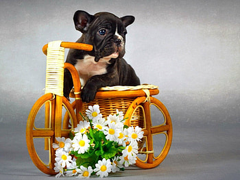 Cute dog, dog, cute, flowers, animals HD wallpaper