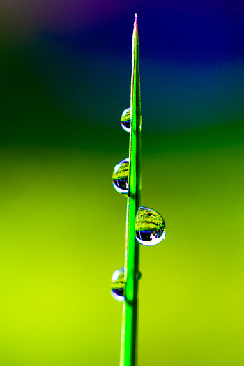 Water, Grass, Drops, Macro HD phone wallpaper