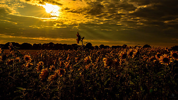 Yellow Sunflowers Field Green Leaves Plants Bushes Trees During Sunset Flowers HD wallpaper