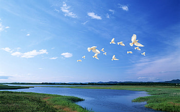 Nature, Birds, Rivers, Sky, Shine, Light, Flight HD wallpaper