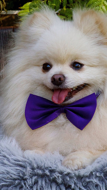 Pomeranian Dog, White Dog HD phone wallpaper