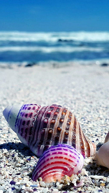 Beachside seashells, Coastal serenade, Nature's keepsakes, Coastal marvels HD phone wallpaper