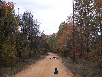 dog at chicken crossing, dog, chickens, birds, animals HD wallpaper