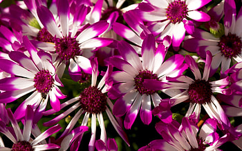 Plants, Flowers HD wallpaper