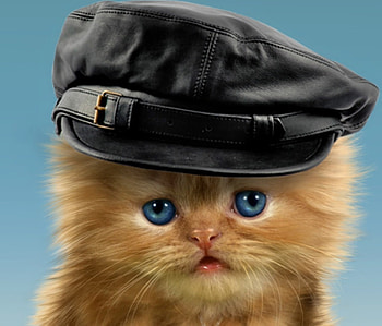 Kitten, animal, black, cute, cat, orange, ginger, pisica, funny, hat HD wallpaper