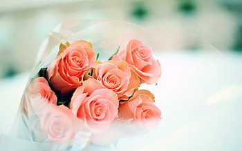 Bouquet of roses, bouquet, roses, bud, petals, nature, flowers HD wallpaper