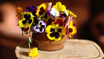 Plants, Flowers HD wallpaper