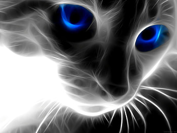 Black Wolf With Blue Eyes imgbucket Blue Eyes New HD wallpaper