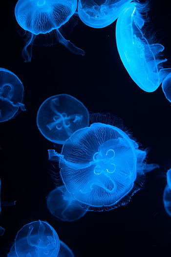 Glowing blue jellyfish swim gracefully in dark ocean depths, Okinawa. HD phone wallpaper