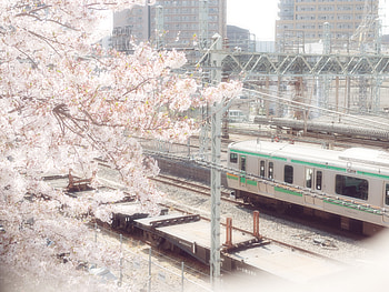 Train, trees, beautiful, chery blossom HD wallpaper