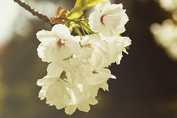 Flowers, Bloom, Flowering, Branch, Spring HD wallpaper