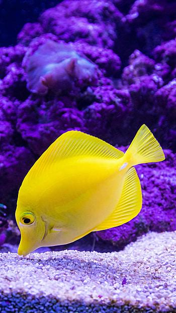 Yellow tang, Fish HD phone wallpaper