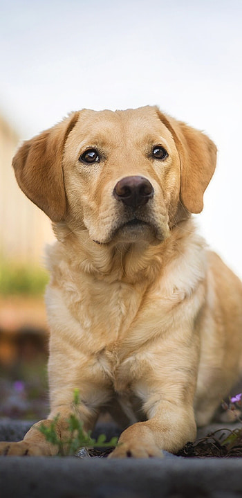Labrador Retriever, Samsung Galaxy Note 9, Q HD phone wallpaper
