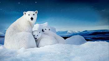 White polar bear and cubs, , Captivating , Family bond HD wallpaper