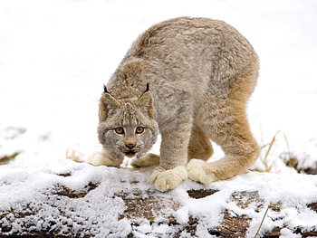 Animals, Winter, Bobcats HD wallpaper