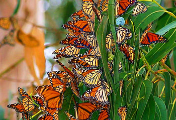 Gathering, butterflies, black, leaves, monarchs, orange, tree HD wallpaper