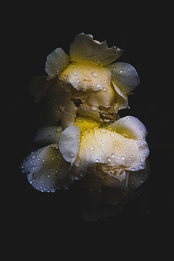 Flowers, Drops, Flower, Dark, Rose Flower, Rose, Wet HD phone wallpaper