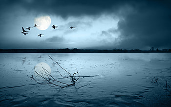 Moonlight, sea, blue, night, bird, moon, luna, water, silhouette HD wallpaper