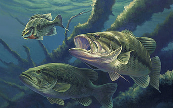 Largemouth Bass Backgrounds, 46 HD wallpaper