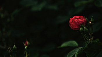 Red Rose, rose, flowers, buds, red HD wallpaper