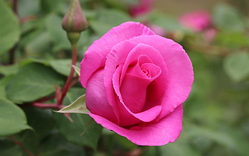 Rose, nature, pretty, flower HD wallpaper