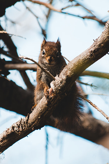 Animals, Squirrel, Fluffy, Brown, Branch, Animal HD phone wallpaper