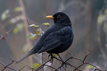 Common Blackbird, Eurasian Blackbird, Turdus merula, Avian species HD wallpaper