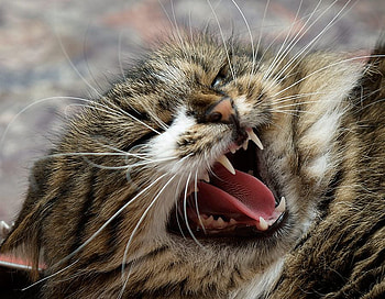 Angry Cat, angry, cat, beautiful HD wallpaper